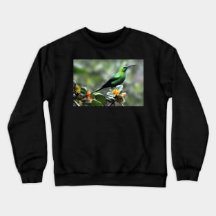 Malachite Sunbird, South Africa Crewneck Sweatshirt